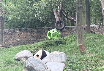 卧龙中华大熊猫苑神树坪基地第 146 张图片