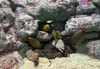 济州岛Aqua Planet水族馆第 66 张图片