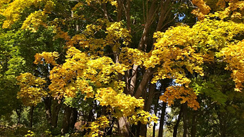 Issykskiy Dendrariy, Ao 