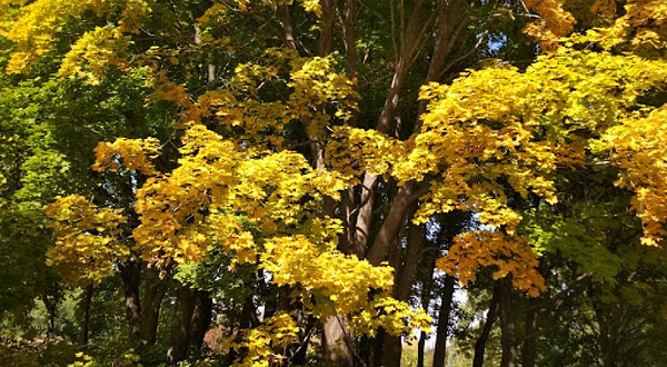 Issykskiy Dendrariy, Ao 