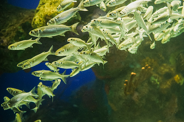 加拿大里普利水族馆第 25 张图片
