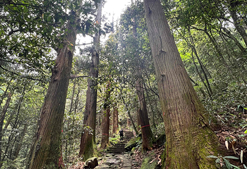 天目山自然保护区第 91 张图片