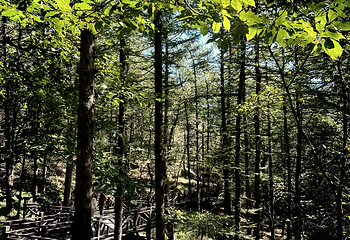 沂蒙山旅游区龟蒙景区第 57 张图片