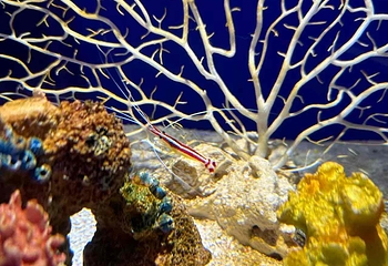 Sea Life COEX水族馆第 25 张图片
