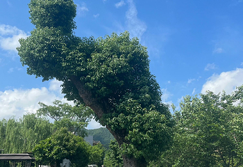 杭州龙坞茶村第 27 张图片