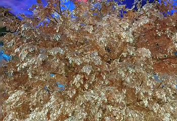 永利澳门吉祥树第 41 张图片