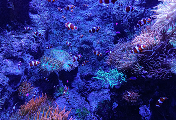新加坡海洋生态馆第 96 张图片