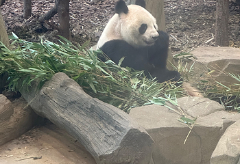 成都大熊猫繁育研究基地第 604 张图片