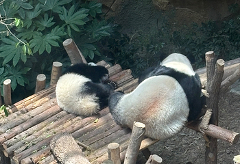 成都大熊猫繁育研究基地第 539 张图片
