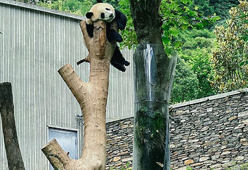 卧龙中华大熊猫苑神树坪基地第 112 张图片