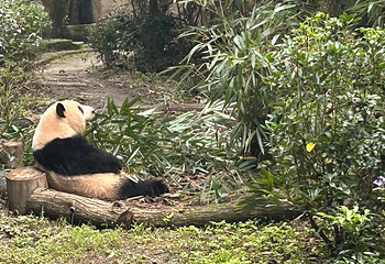 成都大熊猫繁育研究基地第 217 张图片