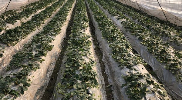 月亮湾精品草莓园