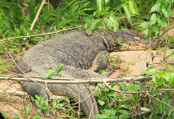 Khao Yai National Park Checkpoint - Pak Chong第 13 张图片