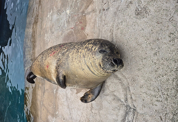SEA LIFE Scarborough第 5 张图片