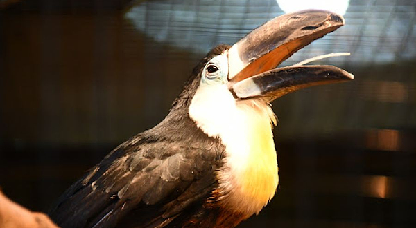 Mini-Zoopark Zhivaya Ekzotika