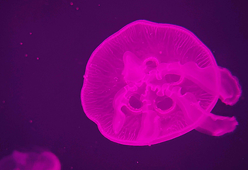 上海海洋水族馆第 178 张图片