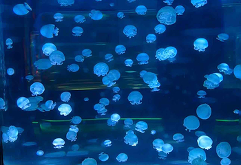 上海海昌海洋公园第 452 张图片