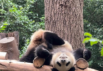 成都大熊猫繁育研究基地第 154 张图片