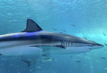 济州岛Aqua Planet水族馆第 65 张图片