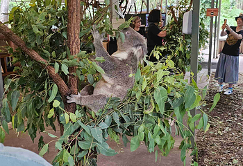 龙柏考拉保护区第 59 张图片