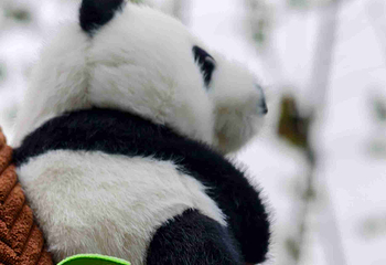 成都大熊猫繁育研究基地第 146 张图片