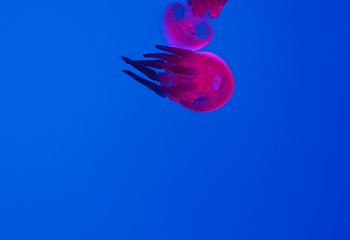 上海海洋水族馆第 206 张图片
