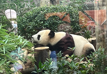 成都大熊猫繁育研究基地第 590 张图片