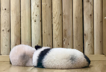 成都大熊猫繁育研究基地第 629 张图片