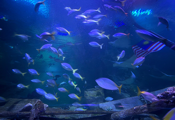吉隆坡城中城水族馆第 49 张图片