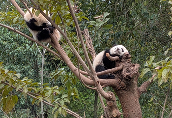 成都大熊猫繁育研究基地第 481 张图片
