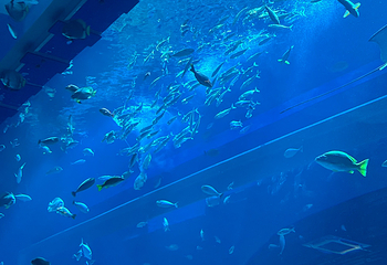 DMM Kariyushi水族馆第 25 张图片