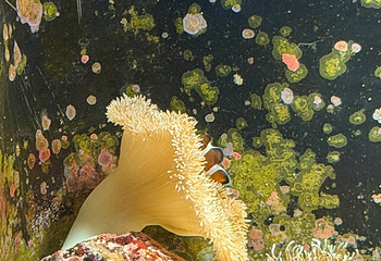 冲绳美丽海水族馆第 157 张图片