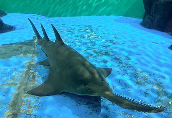 上海海洋水族馆第 172 张图片