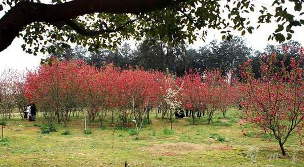 闵行体育公园-共青林