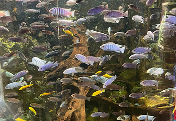 昂内维尔水族馆第 14 张图片