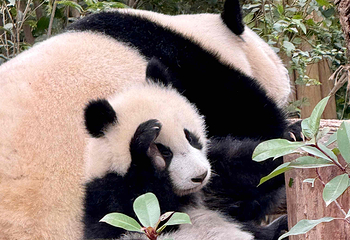 成都大熊猫繁育研究基地第 120 张图片