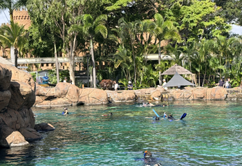 黄金海岸海洋世界第 31 张图片