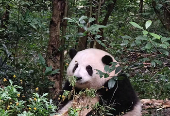 成都大熊猫繁育研究基地第 442 张图片