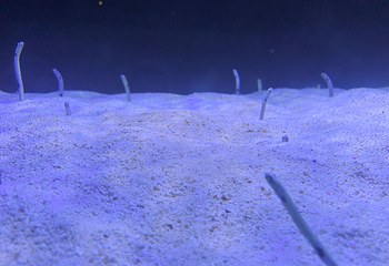 长沙海底世界第 52 张图片