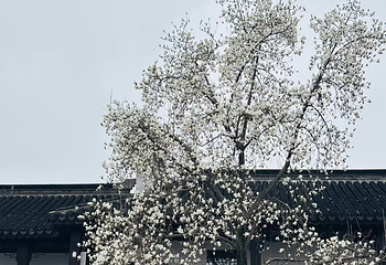 平江路历史街区第 232 张图片