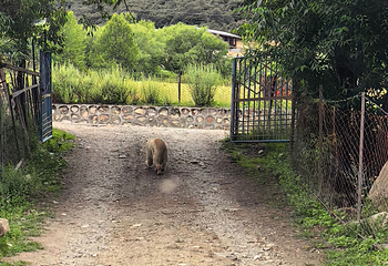 雅鲁藏布大峡谷第 159 张图片