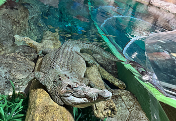 上海海洋水族馆第 208 张图片