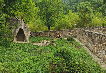 卧龙中华大熊猫苑神树坪基地第 75 张图片