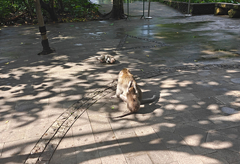 圣猴森林公园第 51 张图片