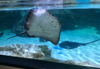 Sea Life COEX水族馆第 67 张图片