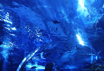 温州极地海洋世界第 14 张图片