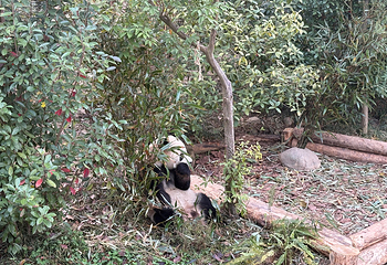 成都大熊猫繁育研究基地第 408 张图片