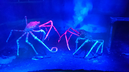 名古屋SEA LIFE水族馆第 8 张图片