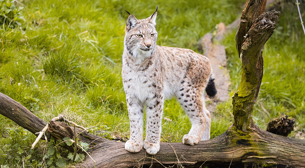 温比思奈得野生动物园