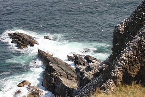 RSPB Scotland Troup Head